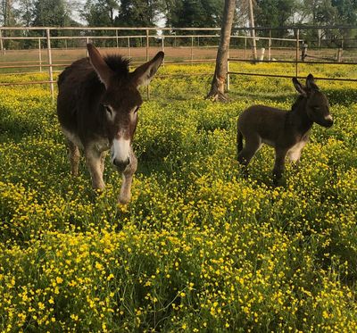 2 donkeys in a pasture of yellow flowered grass