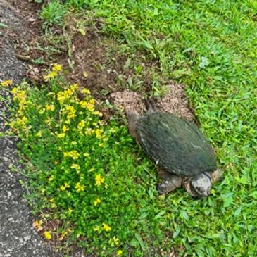 MAMA SNAPPER LOOKING FOR A GOOD AREA TO LAY HER EGGS