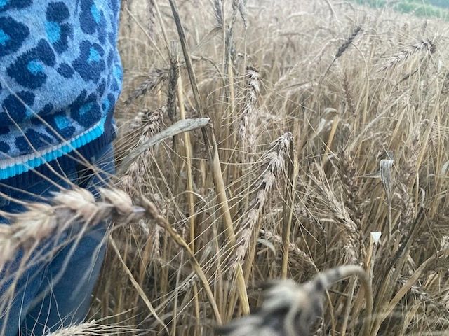 Savannah standing in a field of waist-high April Bearded, ready to harvest.