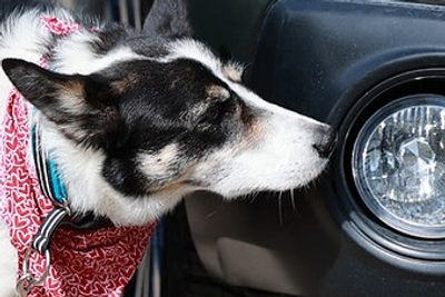 A dog wearing a red bandana sniffs a car's headlight.