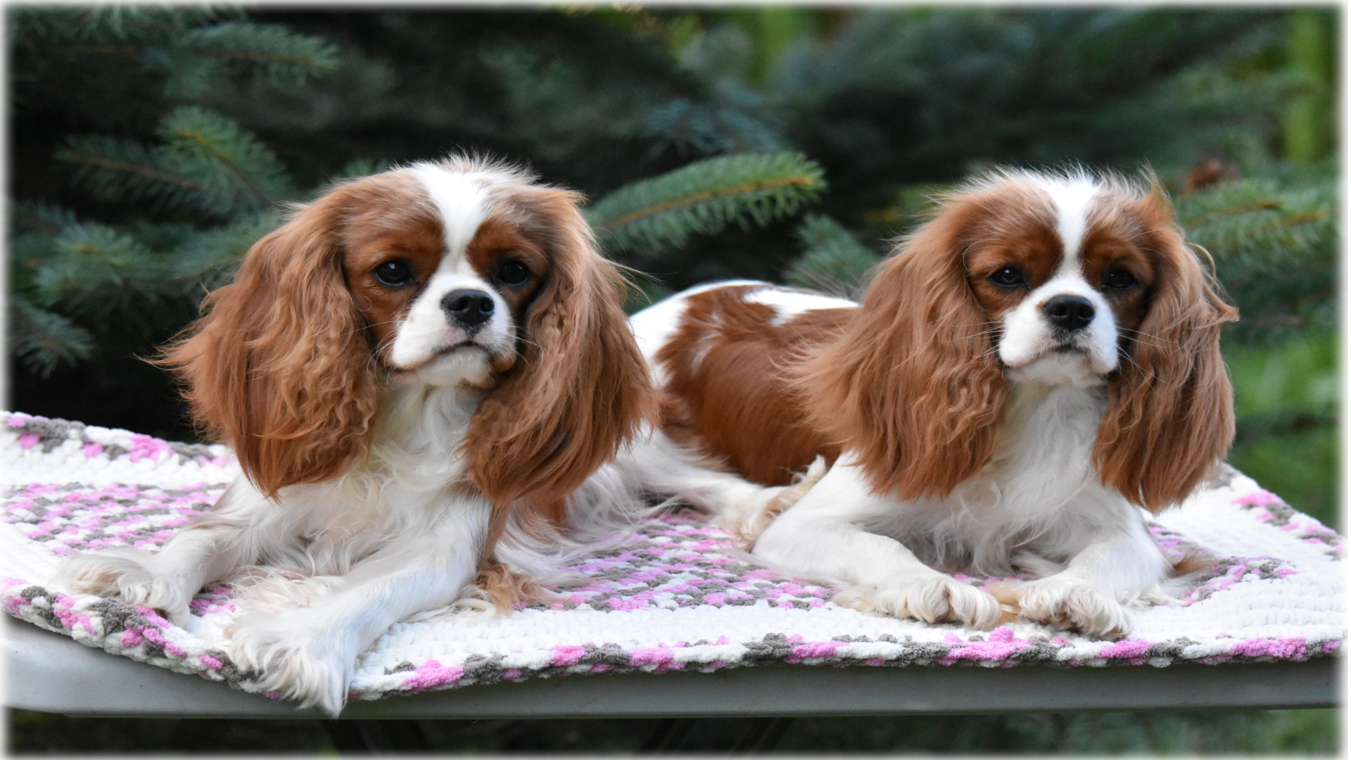 king charles spaniel puppy for sale