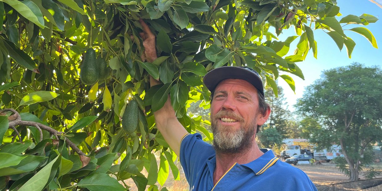 Man picking avocados from a tree on a sunny day.