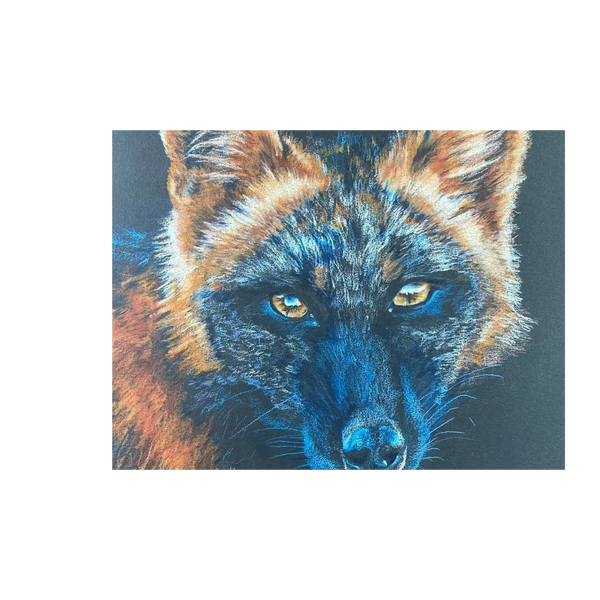 "Crossfox" 11x14" color pencil on black paper