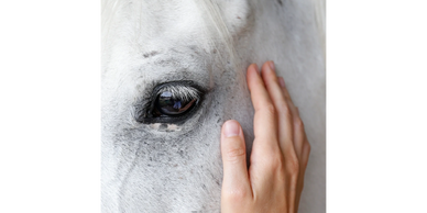 Interspecies, animal therapy