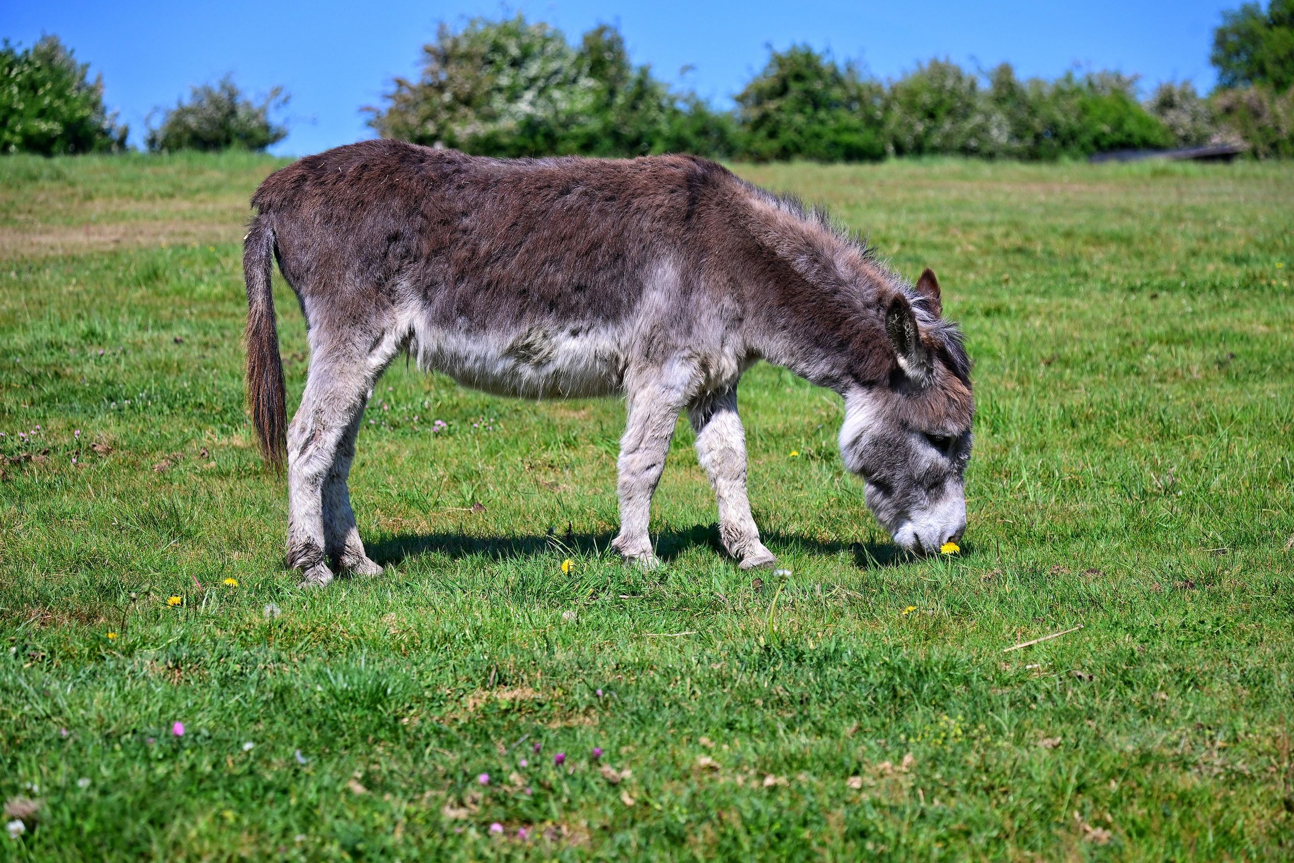 Donkey - The Polesworth Donkey Sanctuary