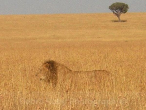 lion in the forest