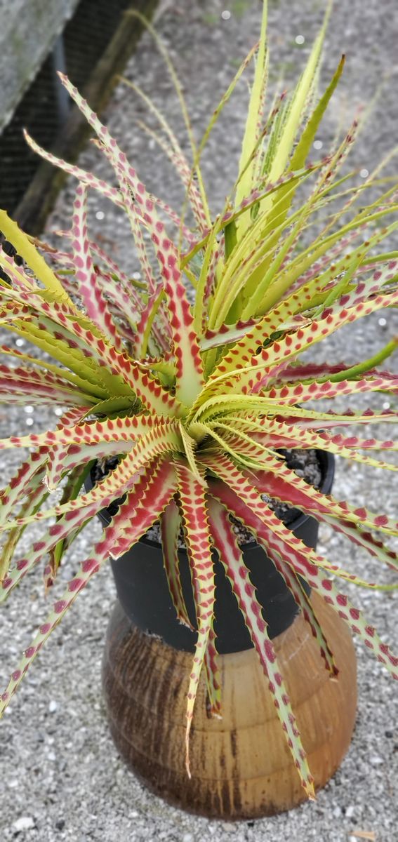 ヘクチア Hechtia 'Bill Paylen's Brother' ⑵ Visiting Mr. Hechtia, Andy Siekkinen