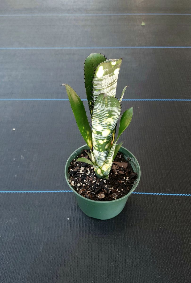 Billbergia Domingos Martins