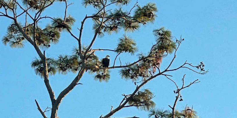 Bald Eagle on the Patroon Bayou Paddle Trail on Toledo Bend Lake, Sabine County, Texas