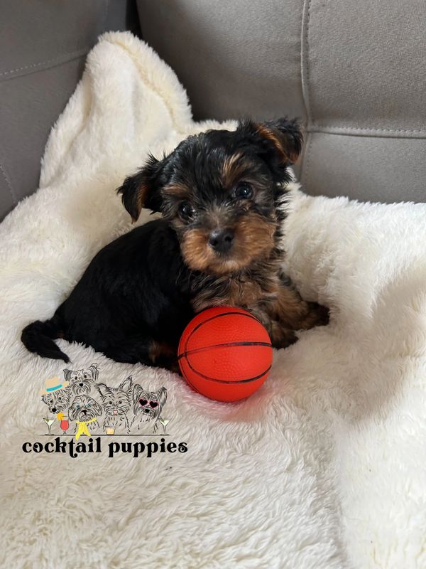 Adorable black and brown puppy with a small basketball on a fluffy white blanket.