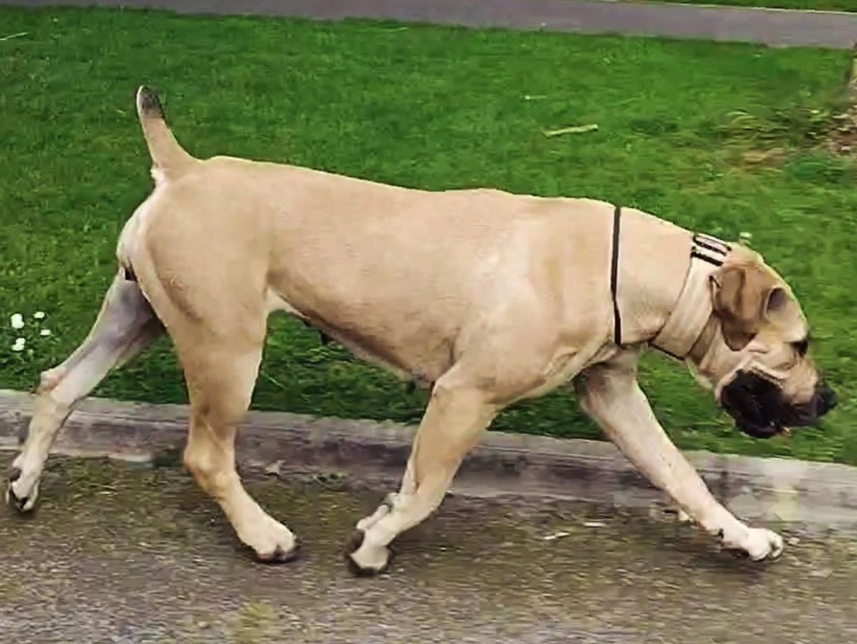 A large tan dog walking outdoors.