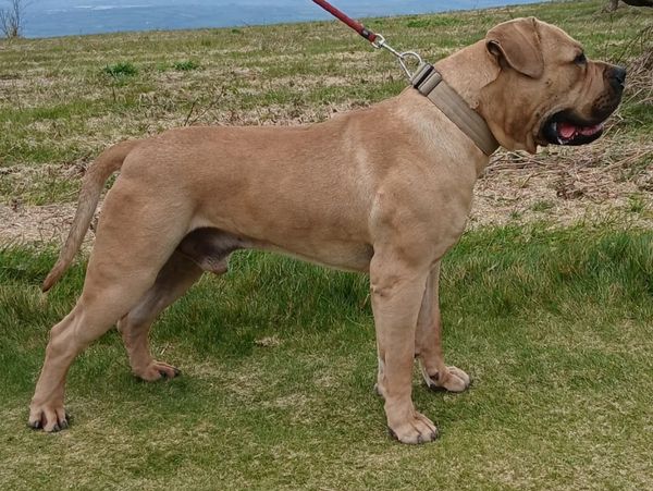 Light brown dog standing on grass.