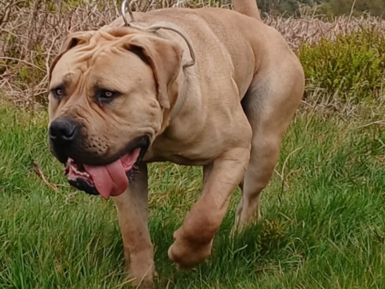 Large tan dog walking outside with tongue out.