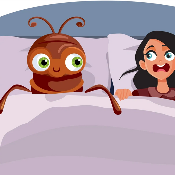Bed Bug control