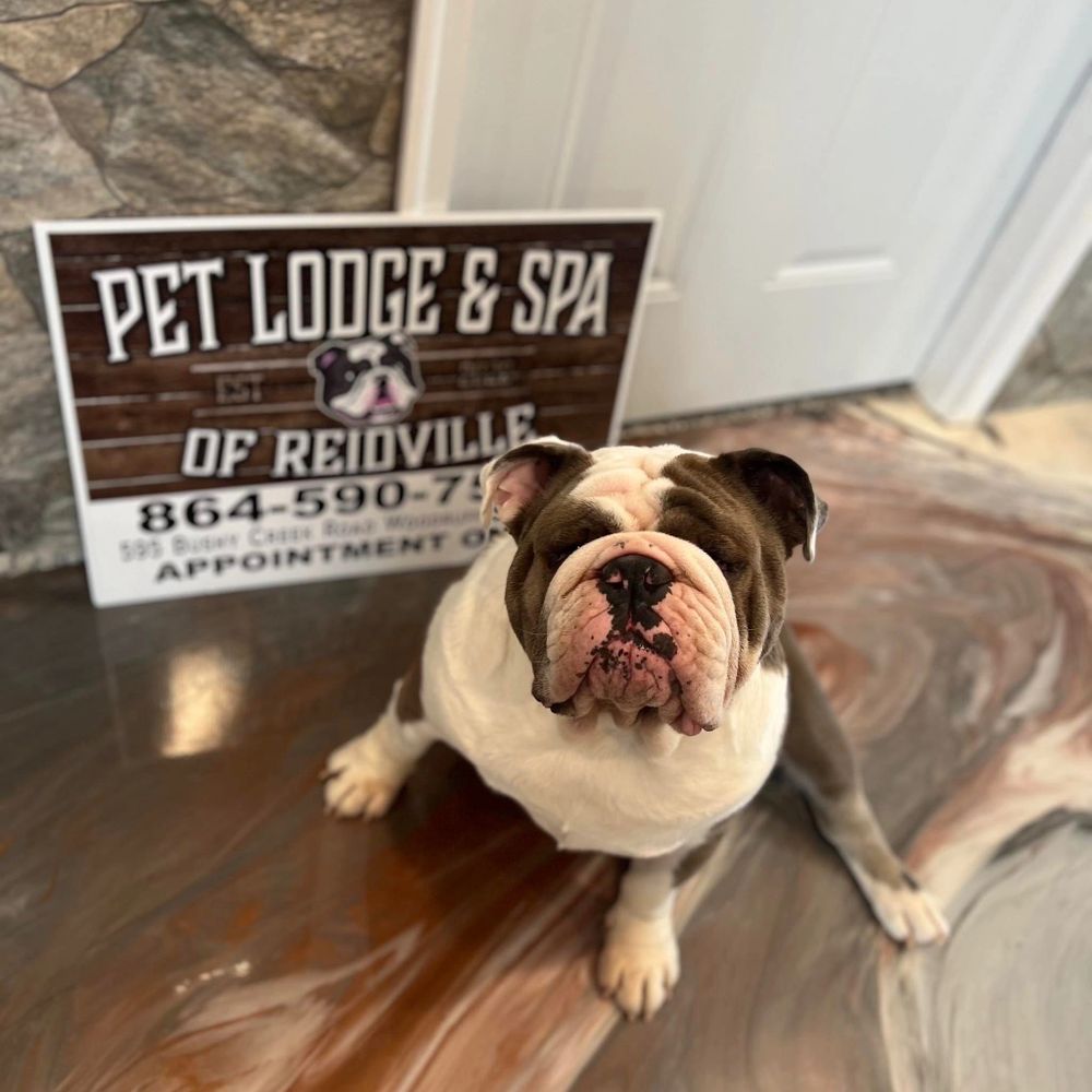 Pet Lodge and Spa of Reidville Pet Boarding, Daycare