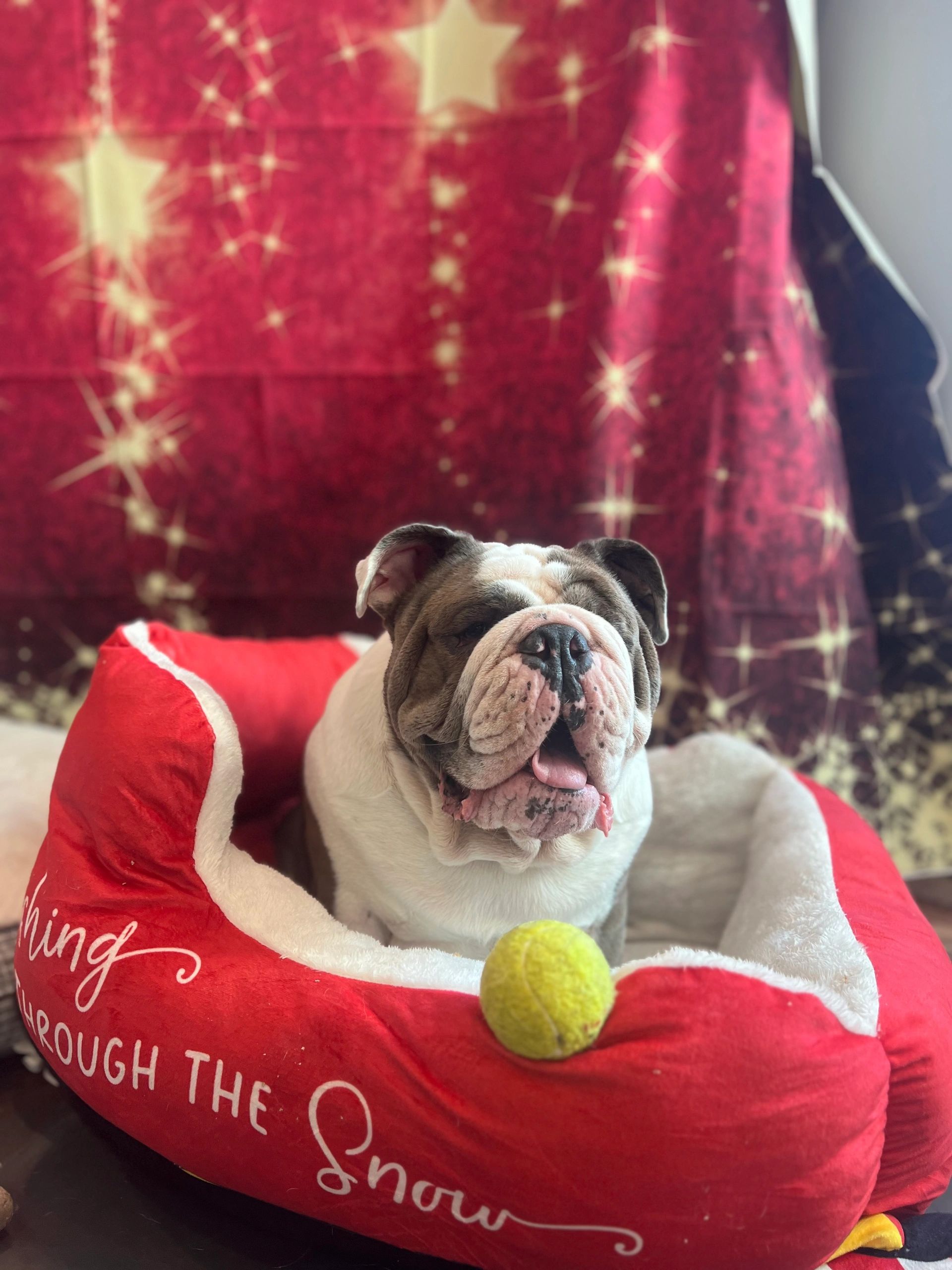 Pet Lodge And Spa Of Reidville Pet Boarding Daycare pet-lodge-and-spa-of-reidville-pet-boarding-daycare