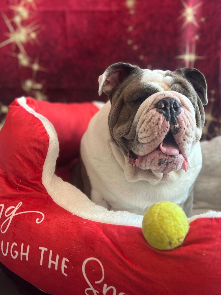 Pet Lodge and Spa of Reidville Pet Boarding, Daycare