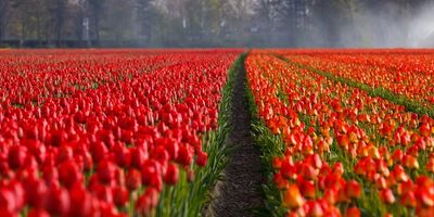 Tulips in Amsterdam with At Your Beck And Call tours. 