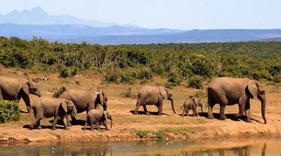 Elephant herd seen on our tour with At Your Beck And Call