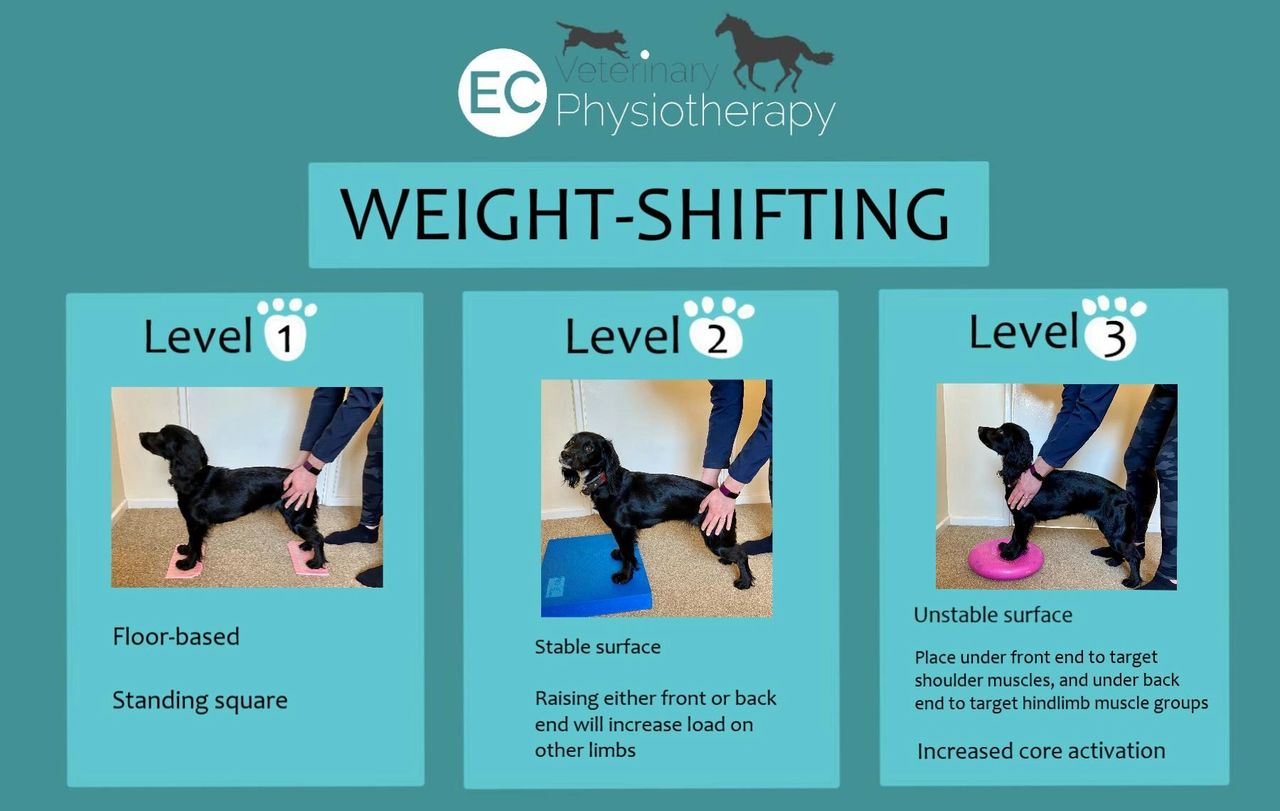 THE DOG'S REAR END: its role in activities and weight distribution