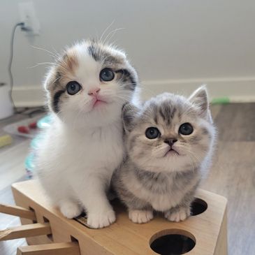 Scottish Fold Cats For Sale - Scottish Fold Cattery