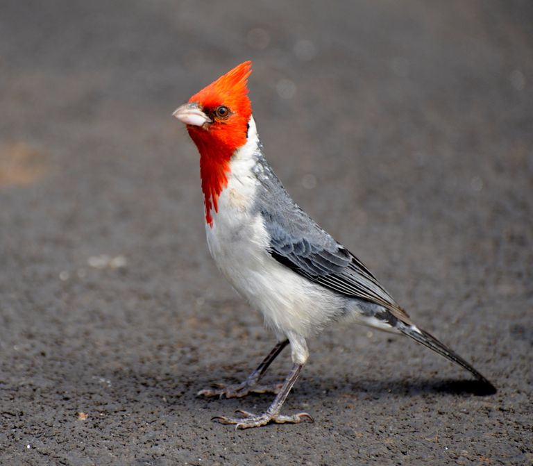 Gray Cardinal Business Strategy