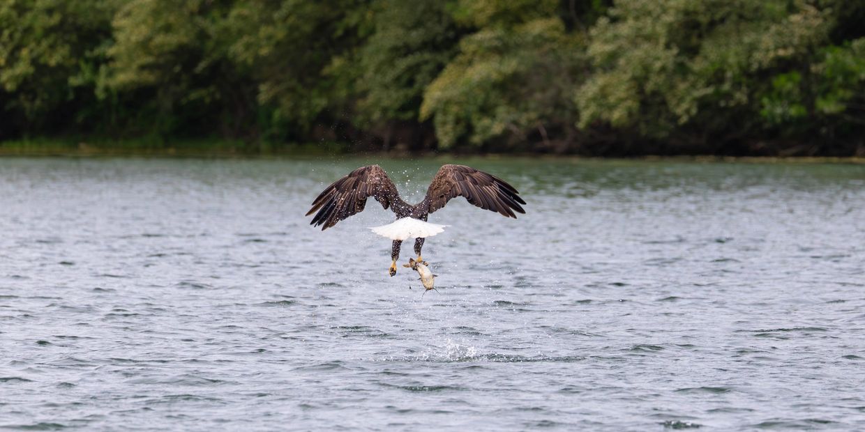 An eagle flies above water holding a fish in its talons.