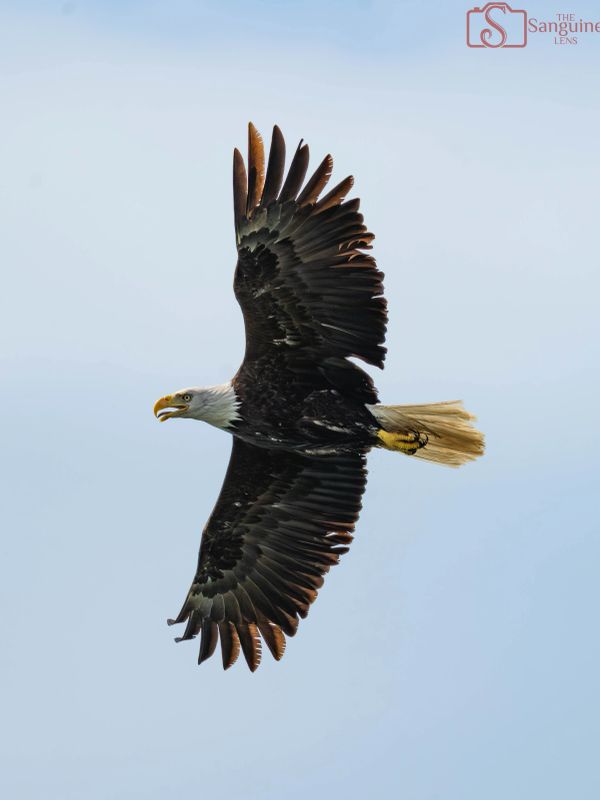 A bald eagle soaring against a clear blue sky with its wings fully spread.