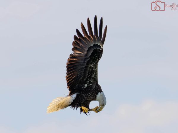 Bald eagle mid-flight with wings spread wide.