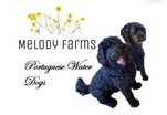 Melody Farms Portuguese Water Dogs