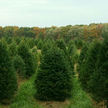 The story behind Fir Heaven Sake Christmas Tree Farm