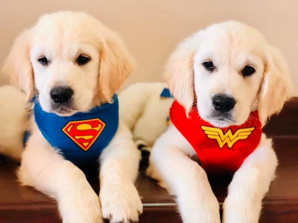 Golden Retrievers Puppies Jaycee Grae Golden Retrievers