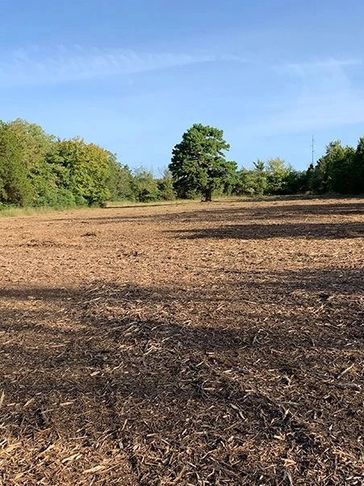 Cedar and Brush Mulching