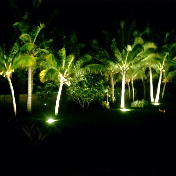 Palm tree lighting 
