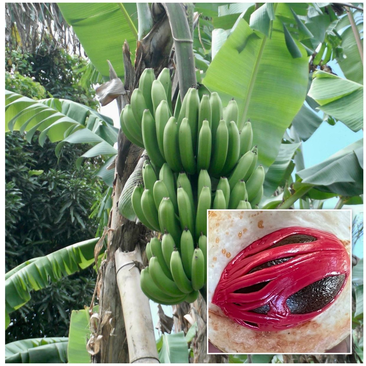 Green bananas growing on a tree with a close-up of nutmeg seed.