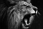 OptionsAdvisor.Pro