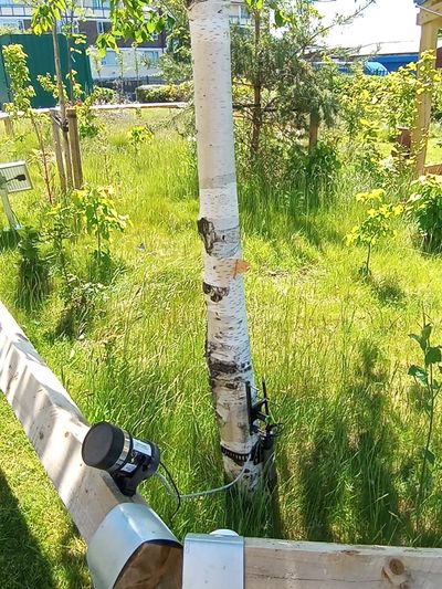 Tree that is collecting data in the grouping we donated at University of Liverpool. 
