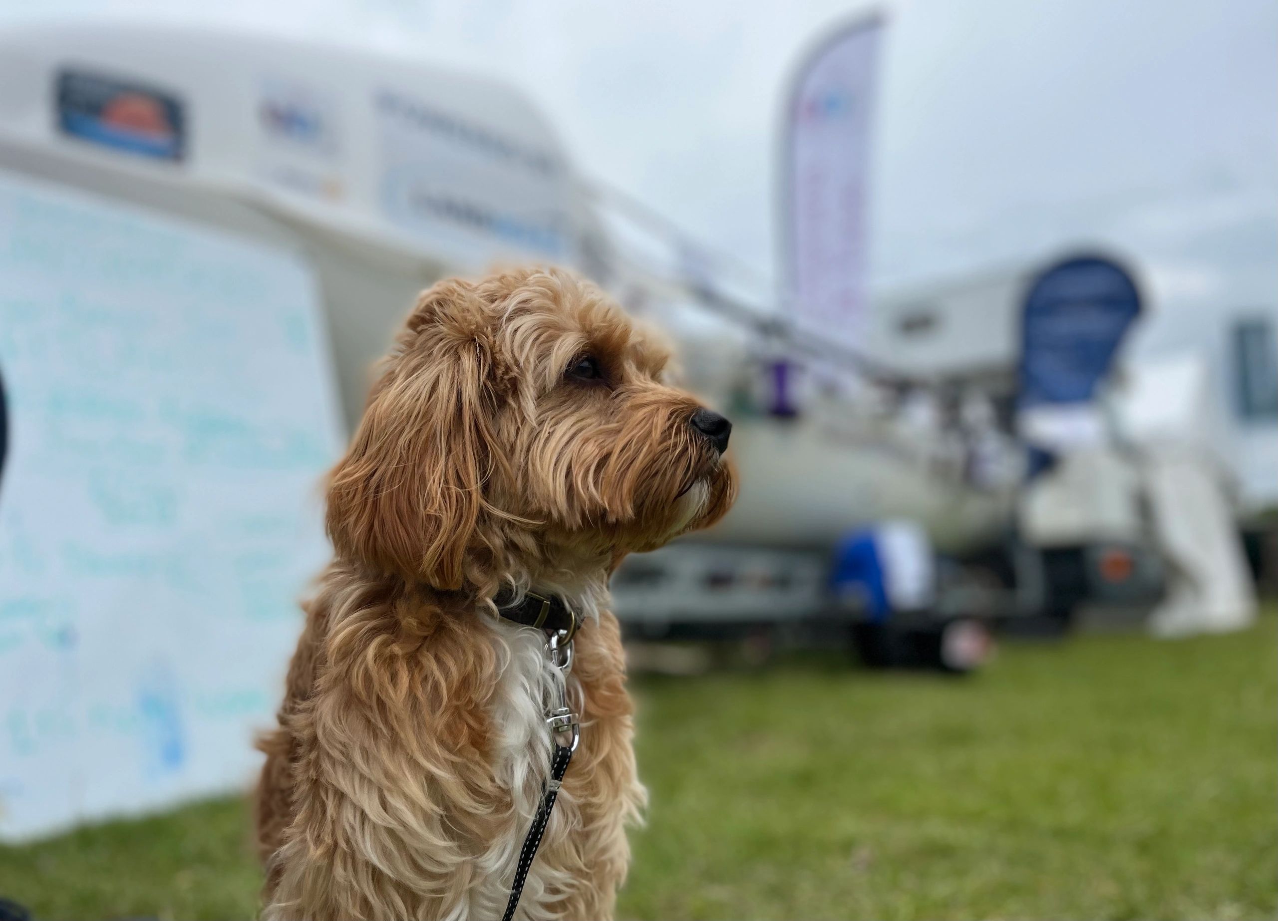 Yorkshire Game Fair