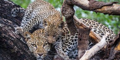 Leopard with cub in tree, Wilderness Mombo, Okavango Delta, Botswana