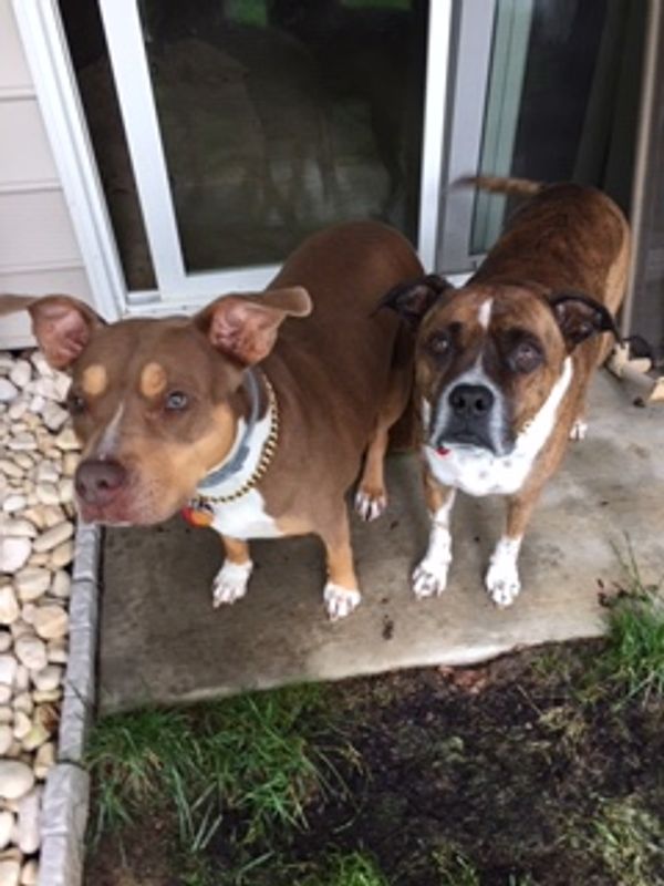Meet Genesis and Grady, partners in crime and both my buddies.
