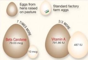 Farm fresh eggs