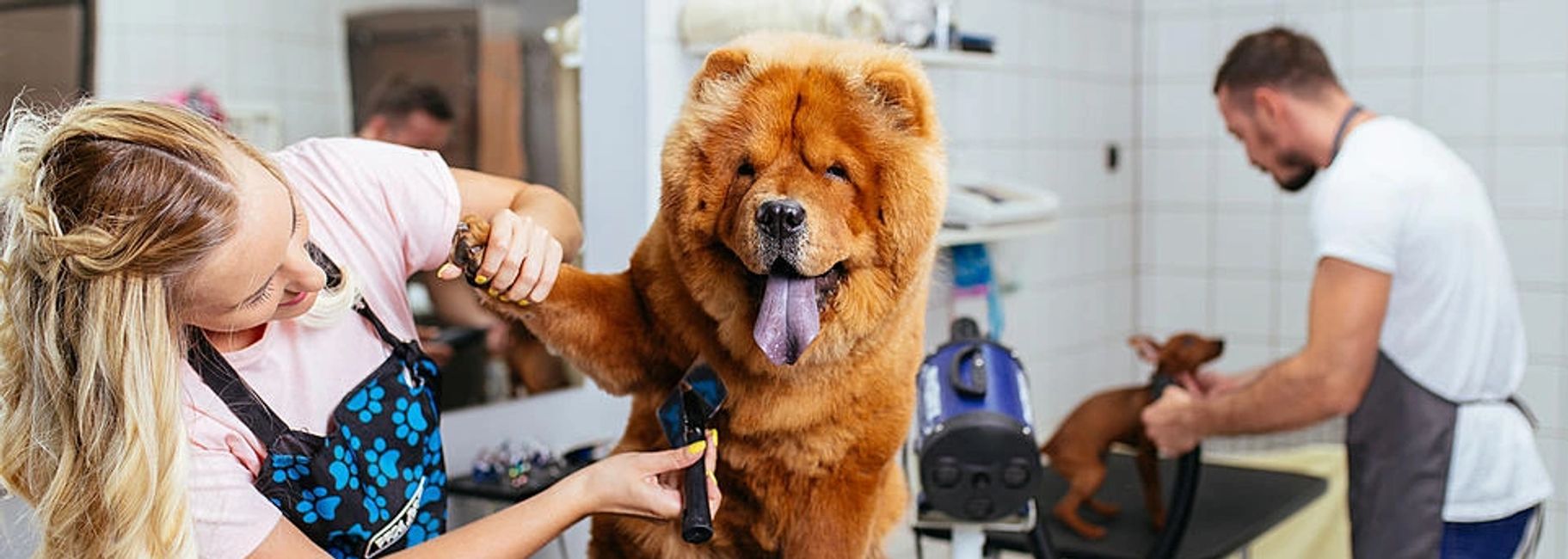 About Us Best Friends Grooming Salon, Bellevue