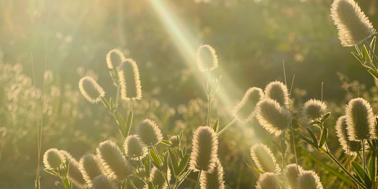 Sunlit fuzzy flowers in a field at golden hour.