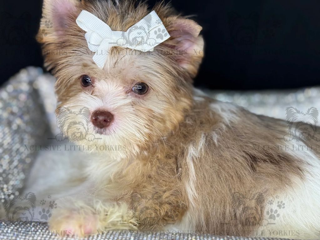 🐾 Meet Diamond – Chocoberry Merle Yorkie Princess 💎