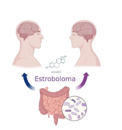 Estroboloma: O Segredo Intestinal para a Saúde Hormonal Feminina