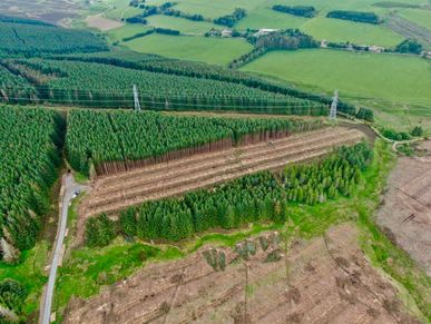 Aerial view of deforested land surrounded by dense forest and farmland.