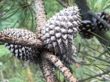 Pine cones.