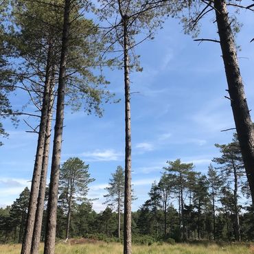 Pine trees in the forest.