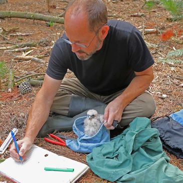 Raptor worker recording Hobby chick measurements.