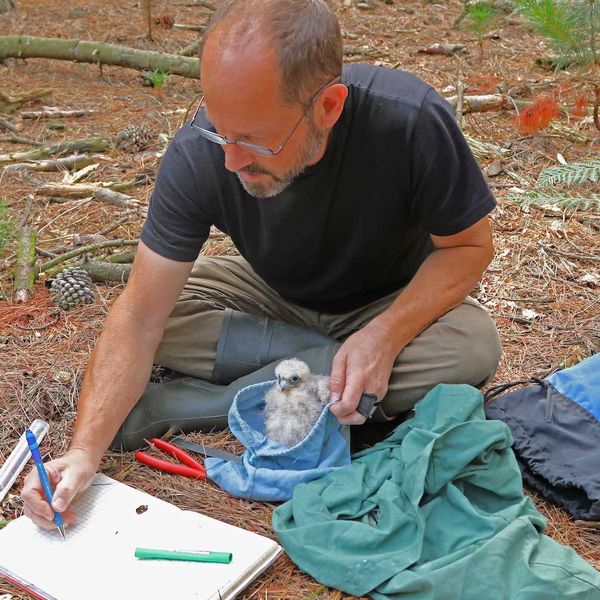 Man writing in notebook as he measures a bird of prey.